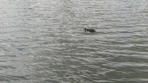 A small wild duck swims in the lake in cloudy weather. Stock Footage 335680960