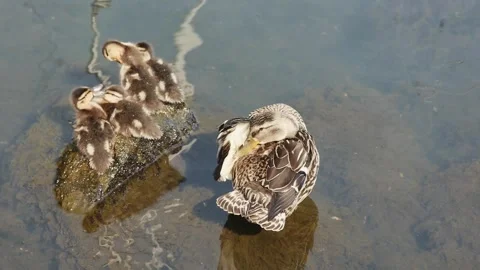Small wild ducklings warm themselves on a stone in the water, near their mot Vídeos de archivo 257051289