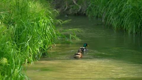 A small wild ducks in the river. Mother and sun. Summer warm day. Animals swim Stock Footage 241303093