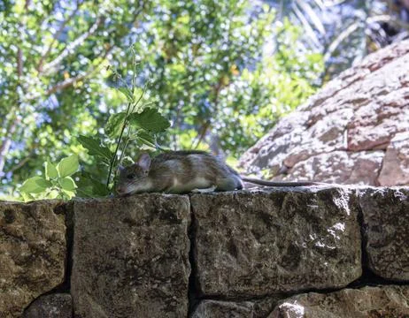 Small wild field mouse rests on stone wall under green leaves 库存照片