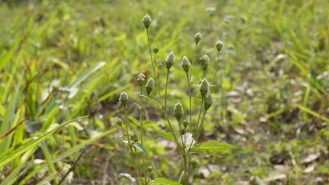 Small Wild Flower Buds Vidéo 332585896