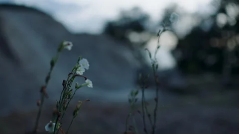 Small Wild Flower Native, Australia, Victoria, You Yangs, Regional Park Stock Footage 227285971