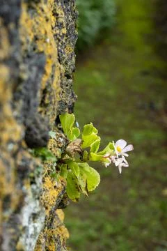 Small wild flowers between rocks on the wall, close up. Stock Photos