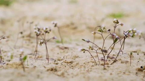 Small wild flowers growing on the sand and swaying in the wind Stock Footage 194394026