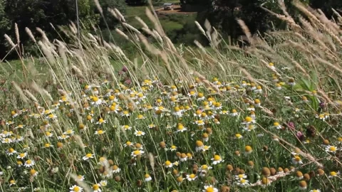 Small, wild flowers in the mountains Stock Footage 248324973