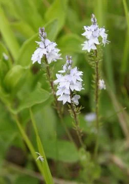 Small wild flowers Stock Photos
