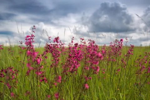 Small wild flowers Foto stock