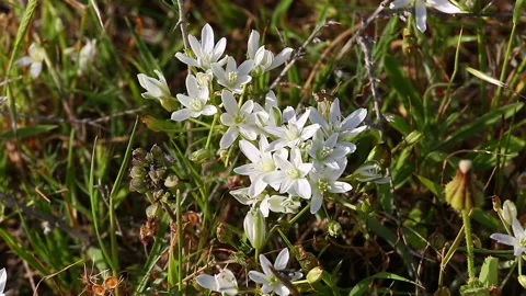 Small wild flowers on wind 스톡 동영상 94442880