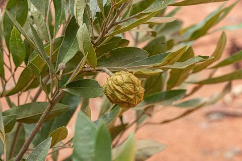 Small Wild Fruit Foto stock