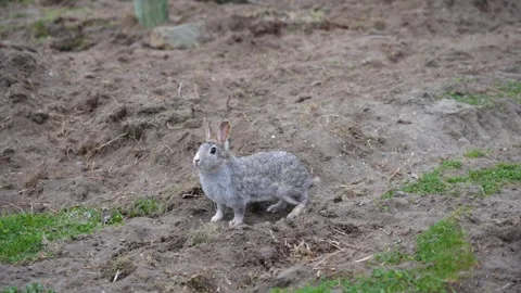 Small wild gray rabbit foraging for food on dry, disturbed dirt and ground Stock Footage 319791060