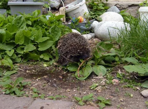 Small, wild hedgehog sniffs through green garden plants and dry twigs. This.. Stock Photos