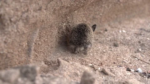 A small wild hedgehog walks on a sandy beach, sees a person, gets scared and Stock Footage 172225590