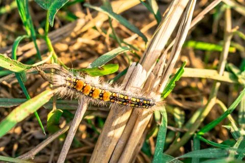 Small wild insect Stock Photos