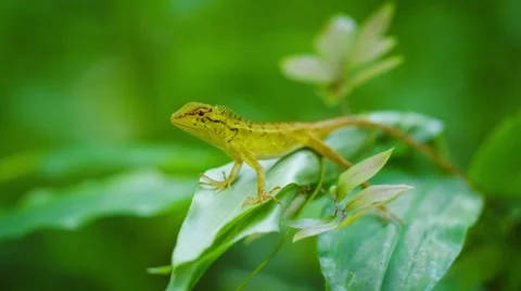 Small wild lizard on a tropical plant. thailand, phuket island 库存影片 44451159
