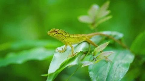 Small wild lizard on a tropical plant. Thailand, Phuket Island Stockbeeldmateriaal 48337736