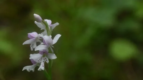 Small wild orchids wave in a light wind with an out of focus green background. Stock Footage 156252341