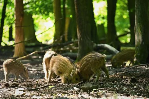Small wild piglets in the forest. Animals in the wild, natural colorful backg Fotos Stock
