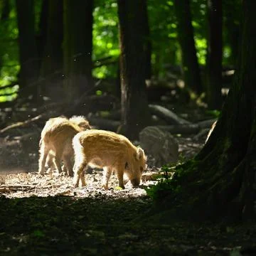 Small wild piglets in the forest. Animals in the wild, natural colorful backg Stock Photos