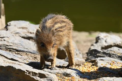 Small wild piglets in the forest. Animals in the wild, natural colorful backg 스톡 사진