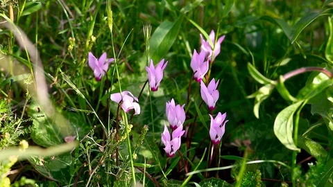 Small wild pink cyclamens in spring forest Stock-Footage 118192365