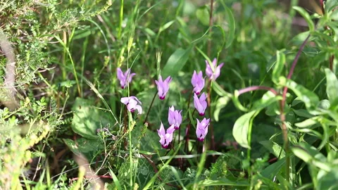 Small wild pink cyclamens on wind Stock-Footage 98086271