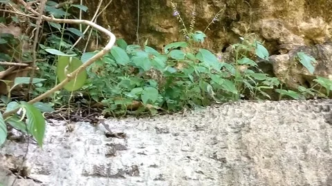 Small Wild Plants Clinging to Rocks Stock Footage 330586708