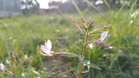 Small wild plants grows in open ground. Видео 330169227