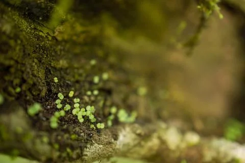 Small wild plants on a tree bark Stock Photos