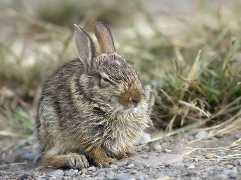 Small wild rabbit resting on the ground. Stock Photos