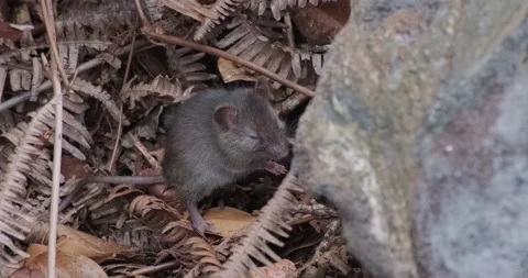 Small Wild Rat next to Rock Stock Footage 229046918