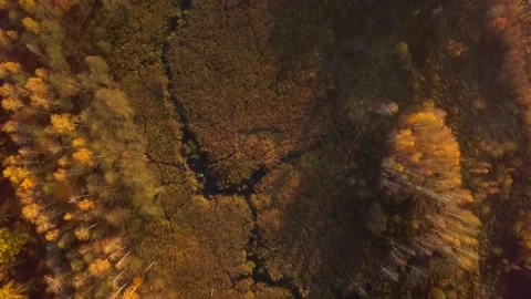 Small wild river in autumn forest, top down aerial. Stock Footage 164244577