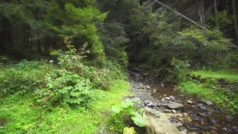 Small, wild river flows over boulders and amongst trees in forest Stock Footage 140480998