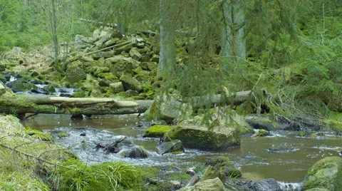 Small Wild River In The Forrest 動画素材 63216321