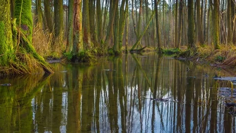 Small wild river in polish forest, 4k time lapse landscape Stock Footage 83673176