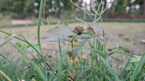 Small Wild Round Flower Clusters In Rural Meadow Vídeo Stock 337148854