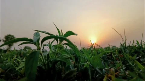 Small Wild Shrub Growing Within Lush Lawn Field Vídeo Stock 337679390