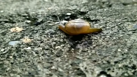 Small Wild Snail Walking On The Road Stock Footage 172296096