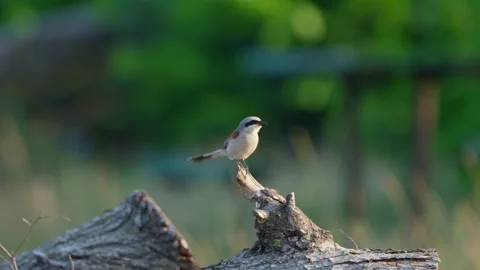 Small wild songbird perched on tree stump in natural habitat Stock Footage 341765826