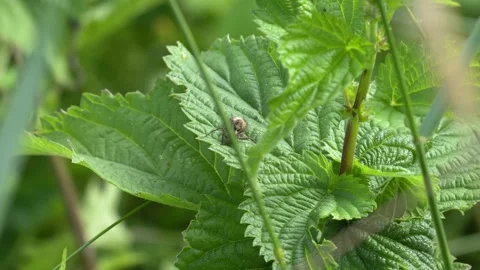 Small Wild Spider Resting on a Green Leaf Swaying in the Gentle Wind 4K Footage Video stock 336977679