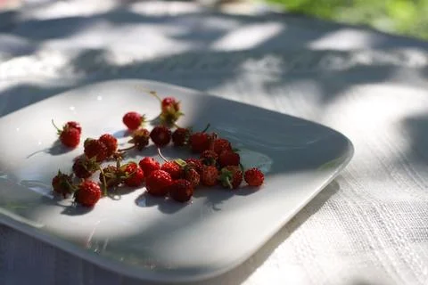 Small wild strawberries Stock Photos