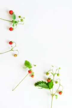 Small wild strawberry Stock Photos