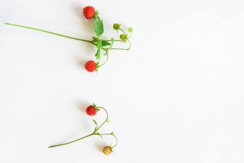 Small wild strawberry Stock Photos
