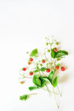 Small wild strawberry Stock Photos