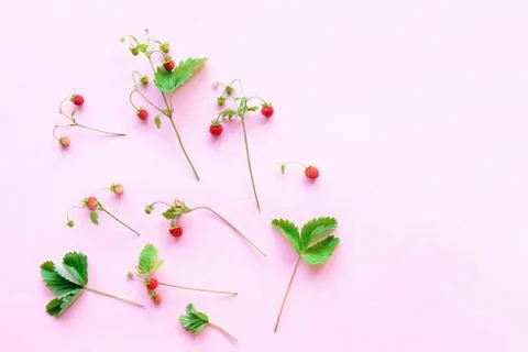Small wild strawberry Stock Photos