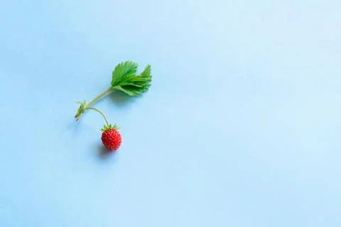 Small wild strawberry Stock Photos