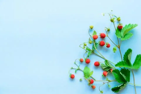 Small wild strawberry Foto stock