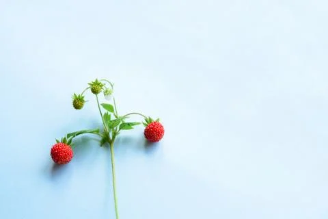 Small wild strawberry Stock Photos