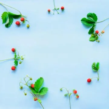 Small wild strawberry Stock Photos