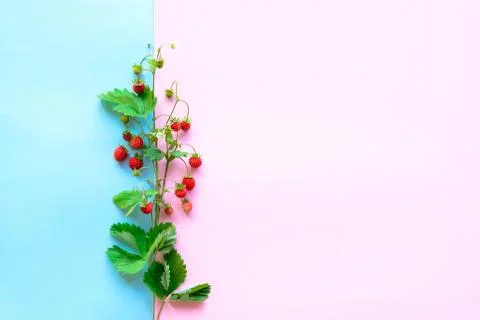 Small wild strawberry Stock Photos