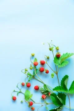 Small wild strawberry Stock Photos